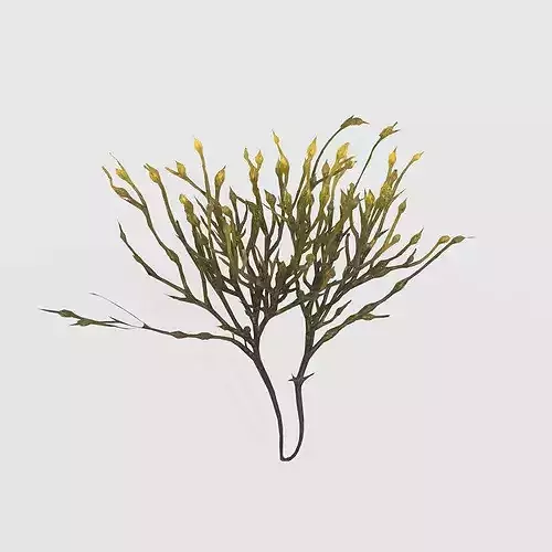 Seaweed V3