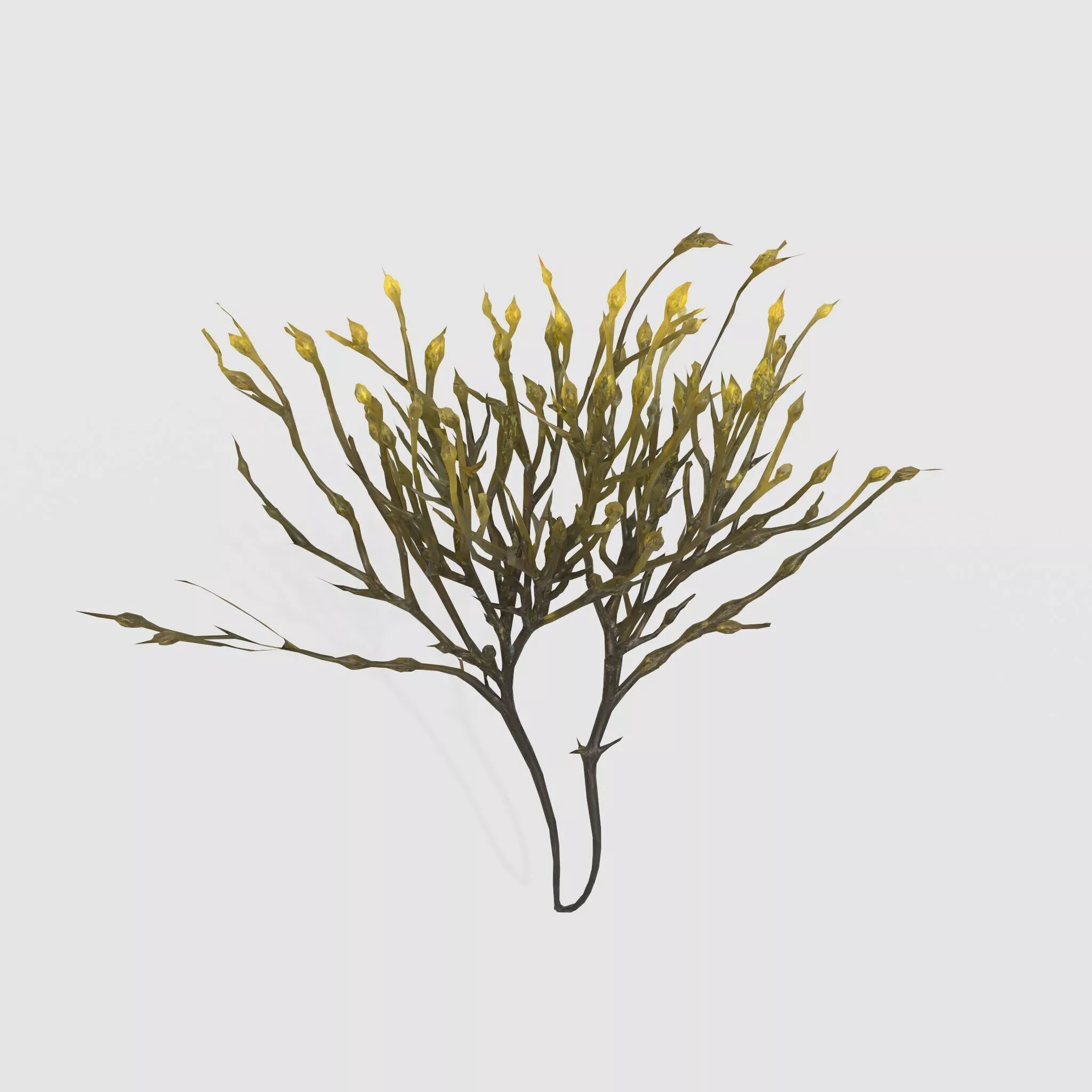 Seaweed V3 3D model