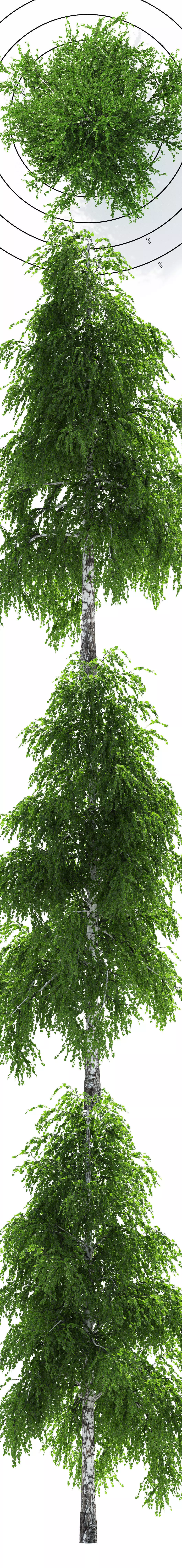 Birch Tree 3D model