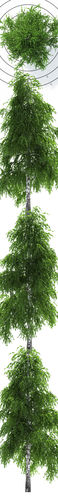Birch Tree 3D model