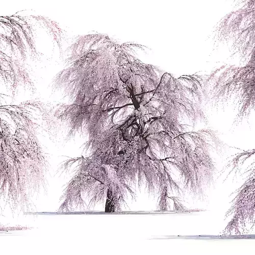 Sakura Tree 3D model