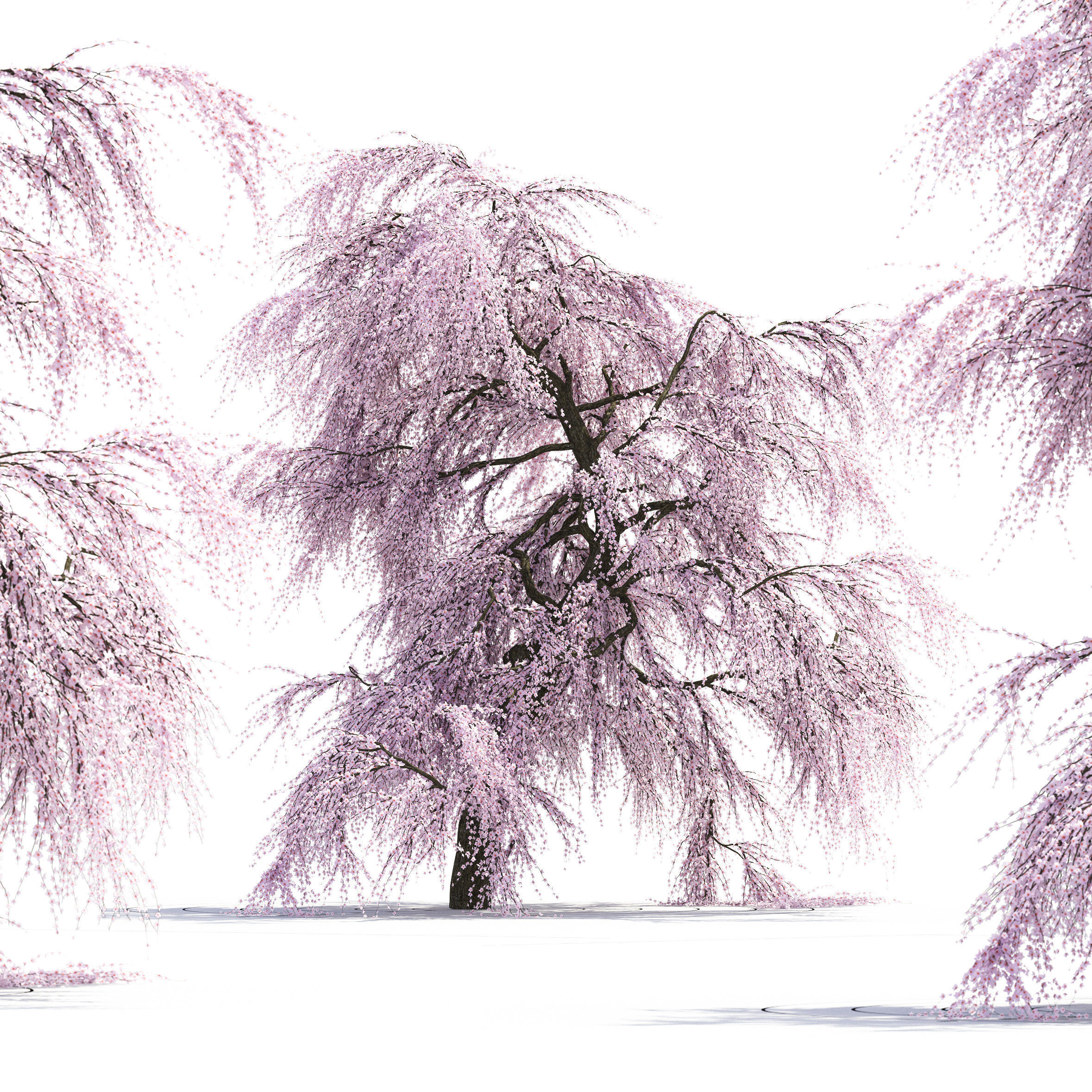 Sakura Tree 3D model | CGTrader
