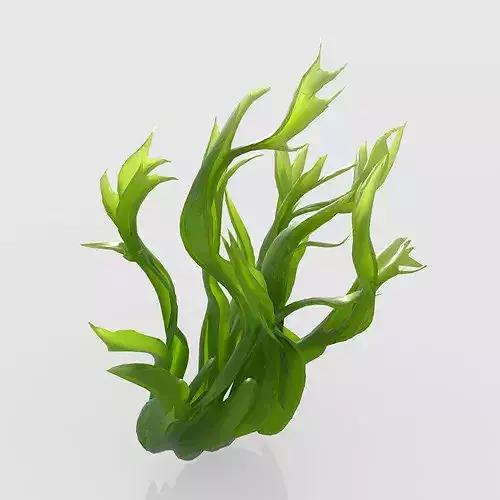 Seaweed V5