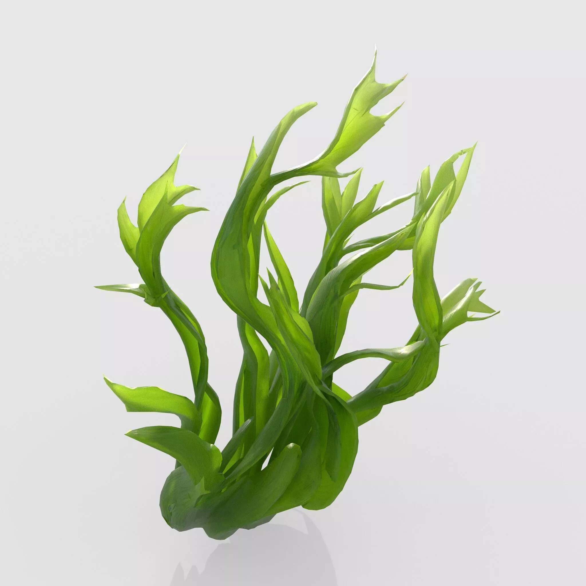 Seaweed V5 3D model