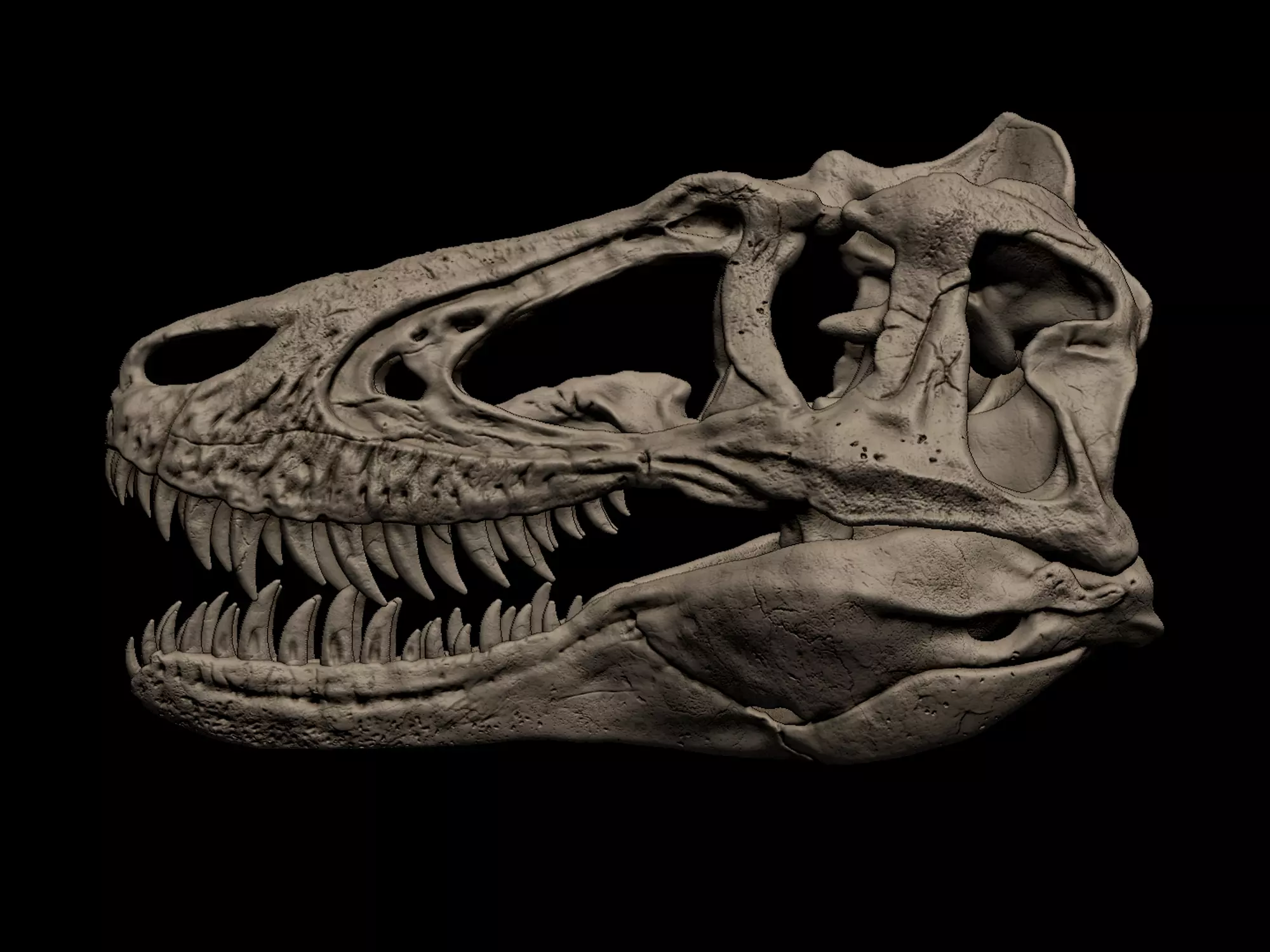 Nanotyrannus Skull Jane 3D print model