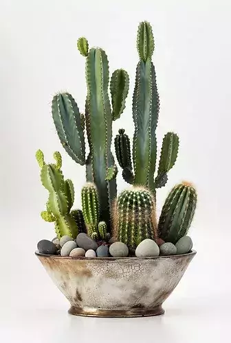 Cactus Plant Pot Vase 3D Model
