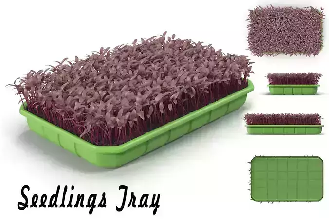Seedlings Tray