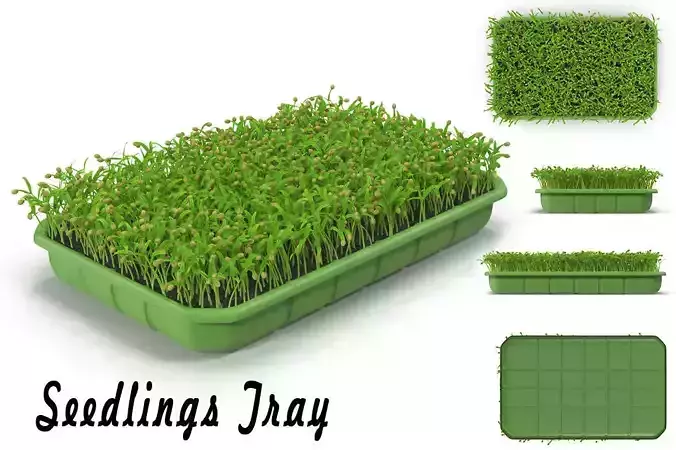 Seedlings Tray 1 3D model