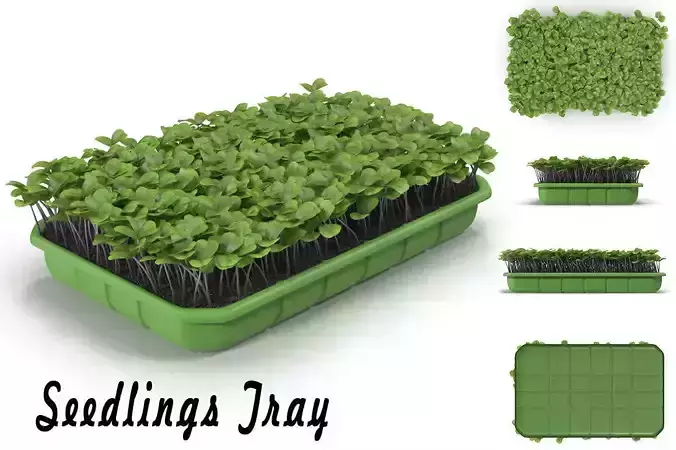 Seedlings Tray  2 3D model