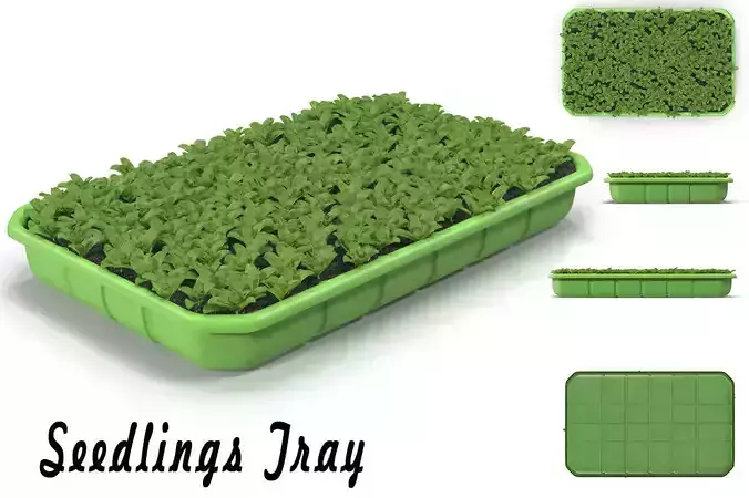 Seedlings Tray  3