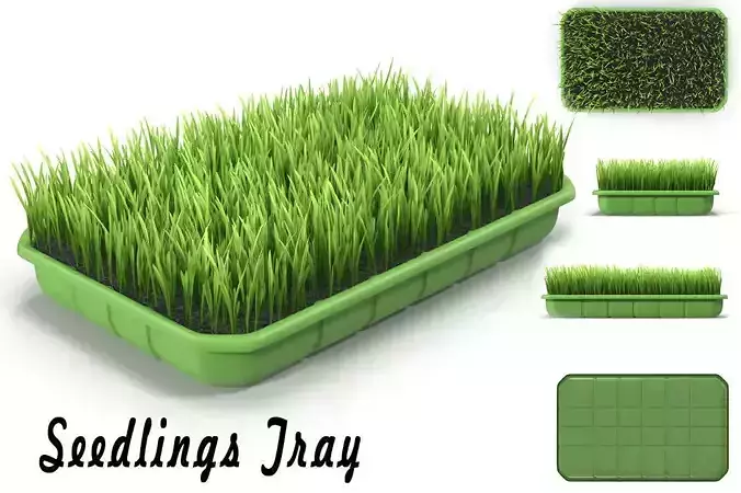 Seedlings Tray  4