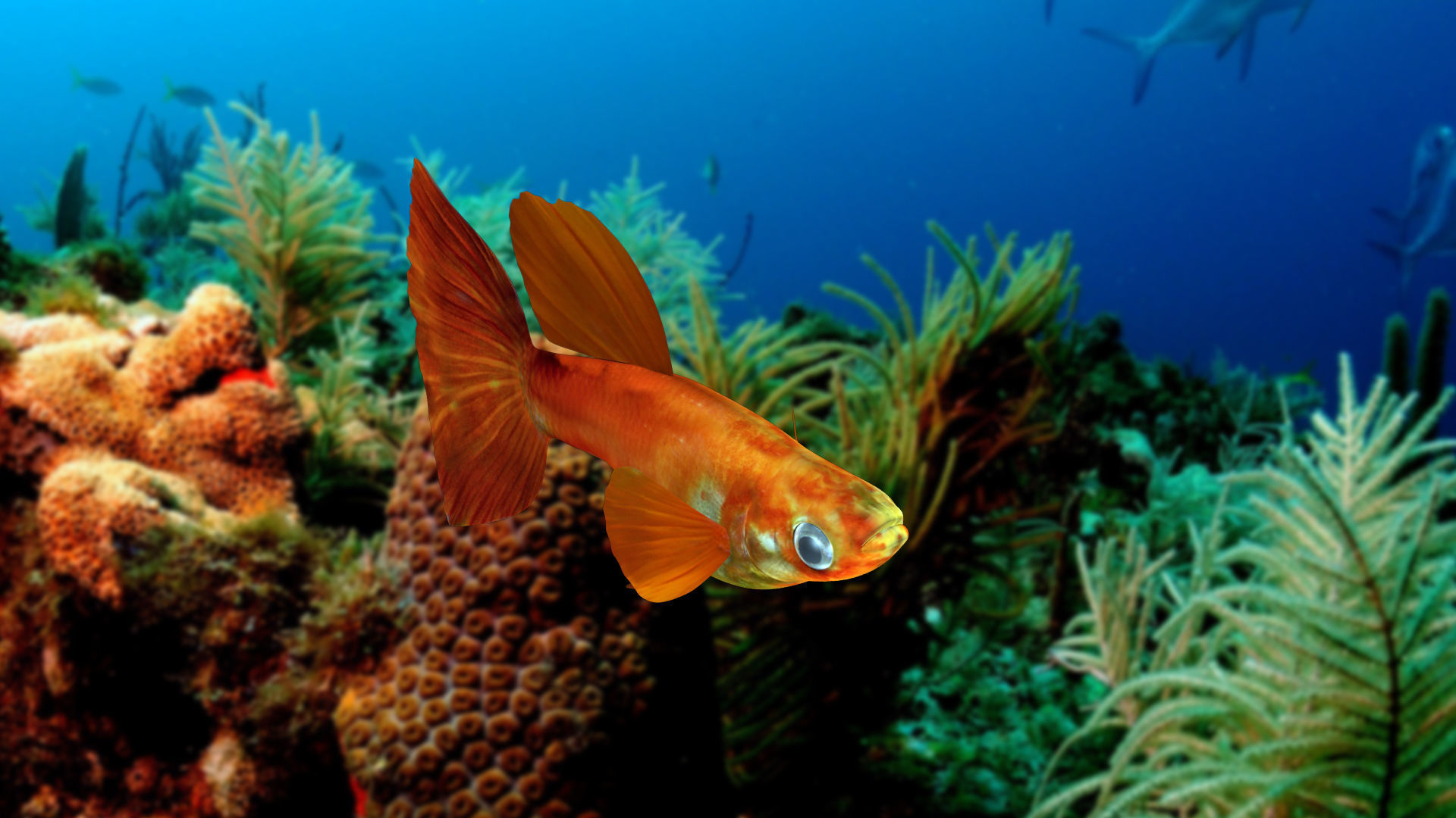 Guppy Fish 3D model_1