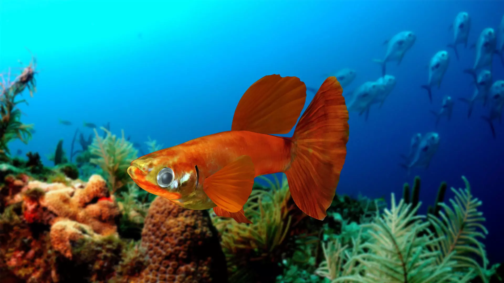 Guppy Fish 3D model_0