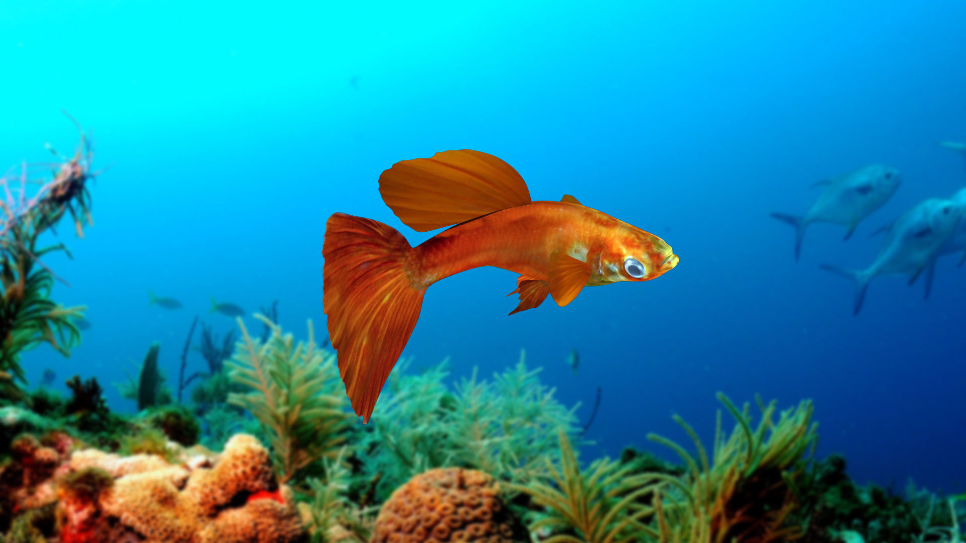 Guppy Fish 3D model_3