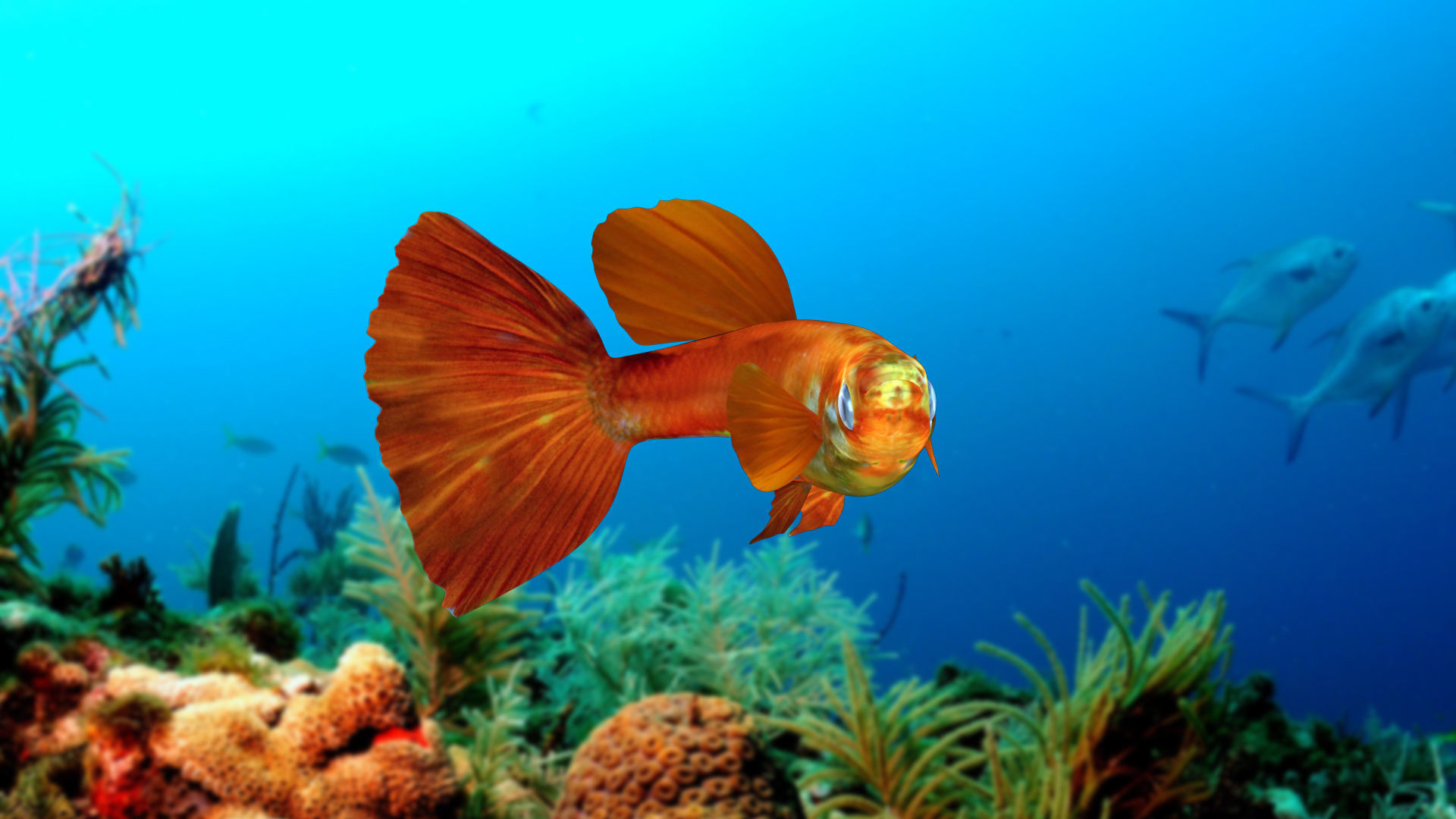 Guppy Fish 3D model_4