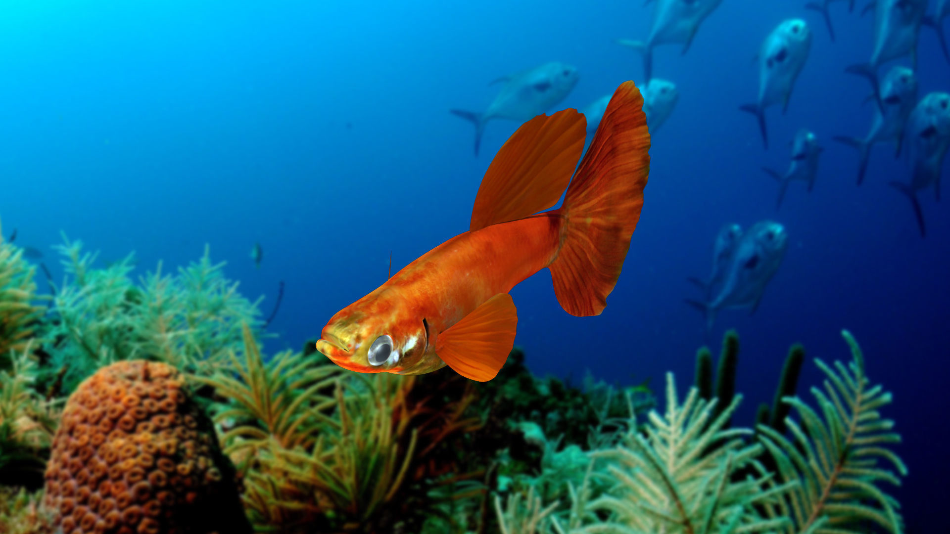 Guppy Fish 3D model_2