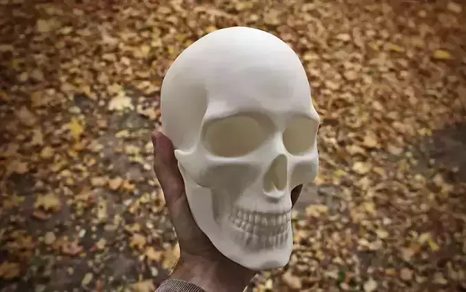 Anatomically correct human skull in full size 3D print model