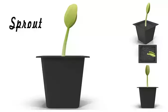 Sprout 2 plant in pot