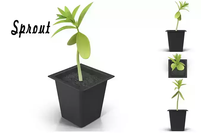 Sprout 4 plant in pot