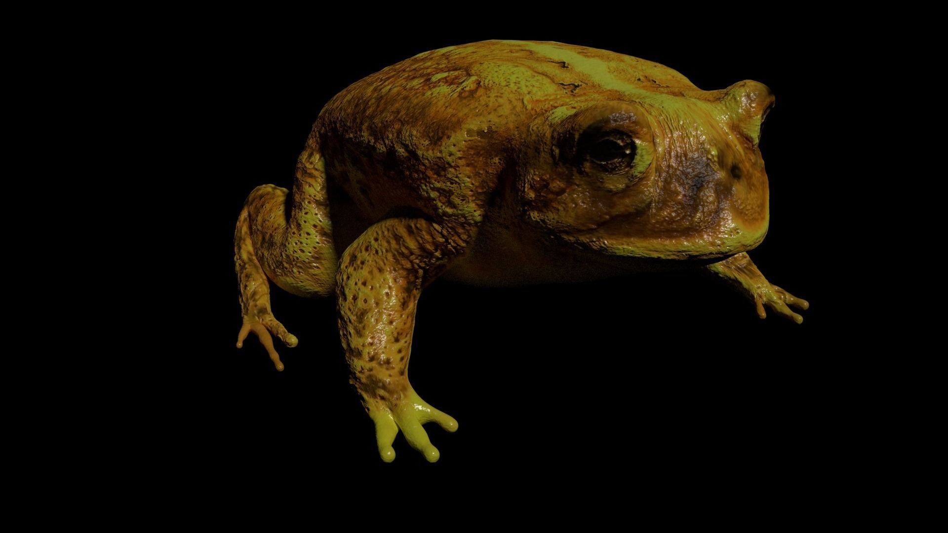 Bull Frog 3D model