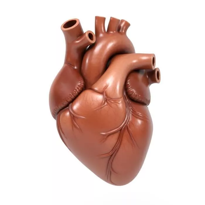 Heart organ 3D print model