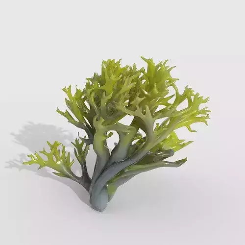 Seaweed V6