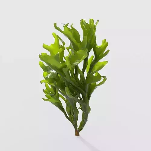 Seaweed V8