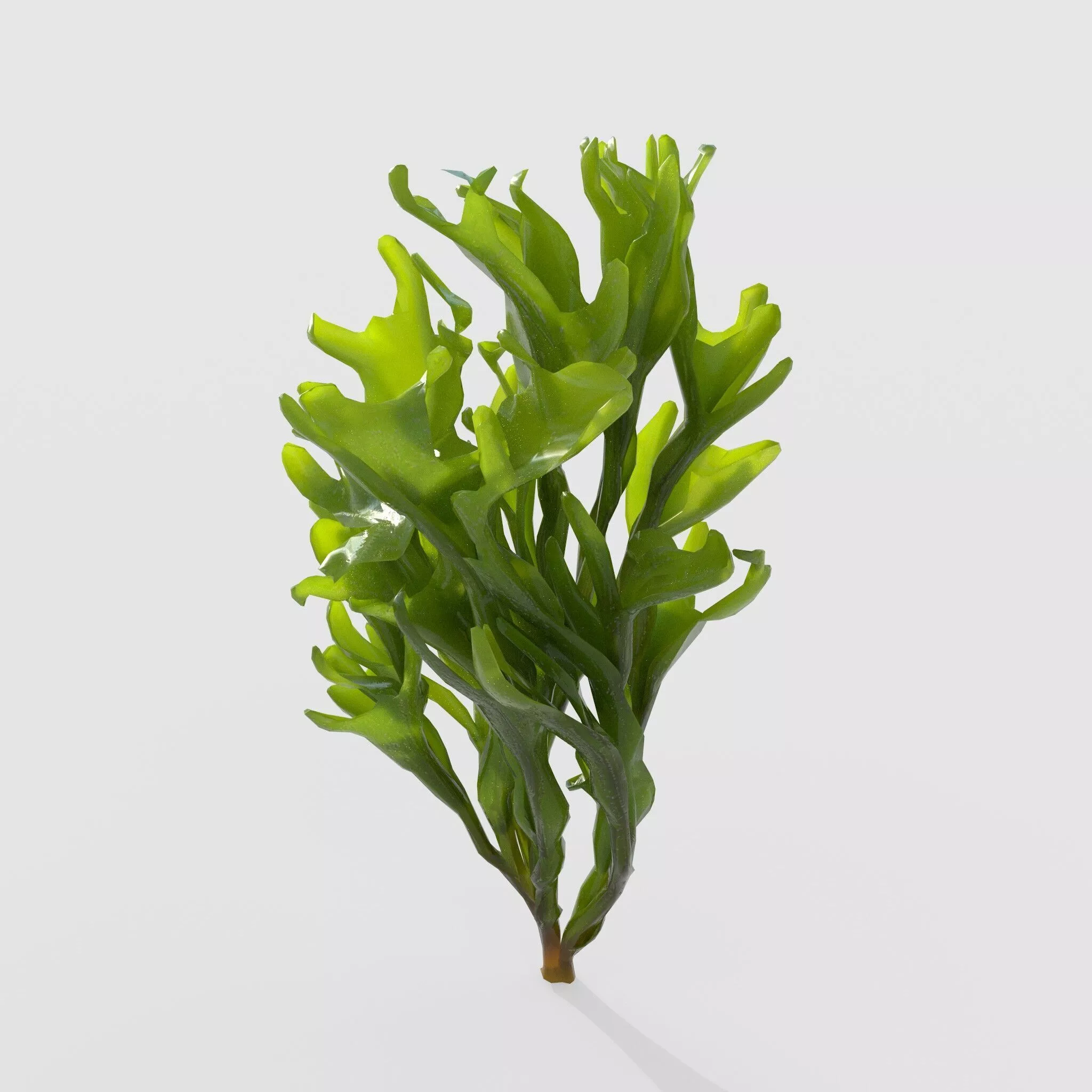 Seaweed V8 3D model