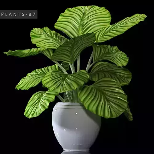Calathea plant 87