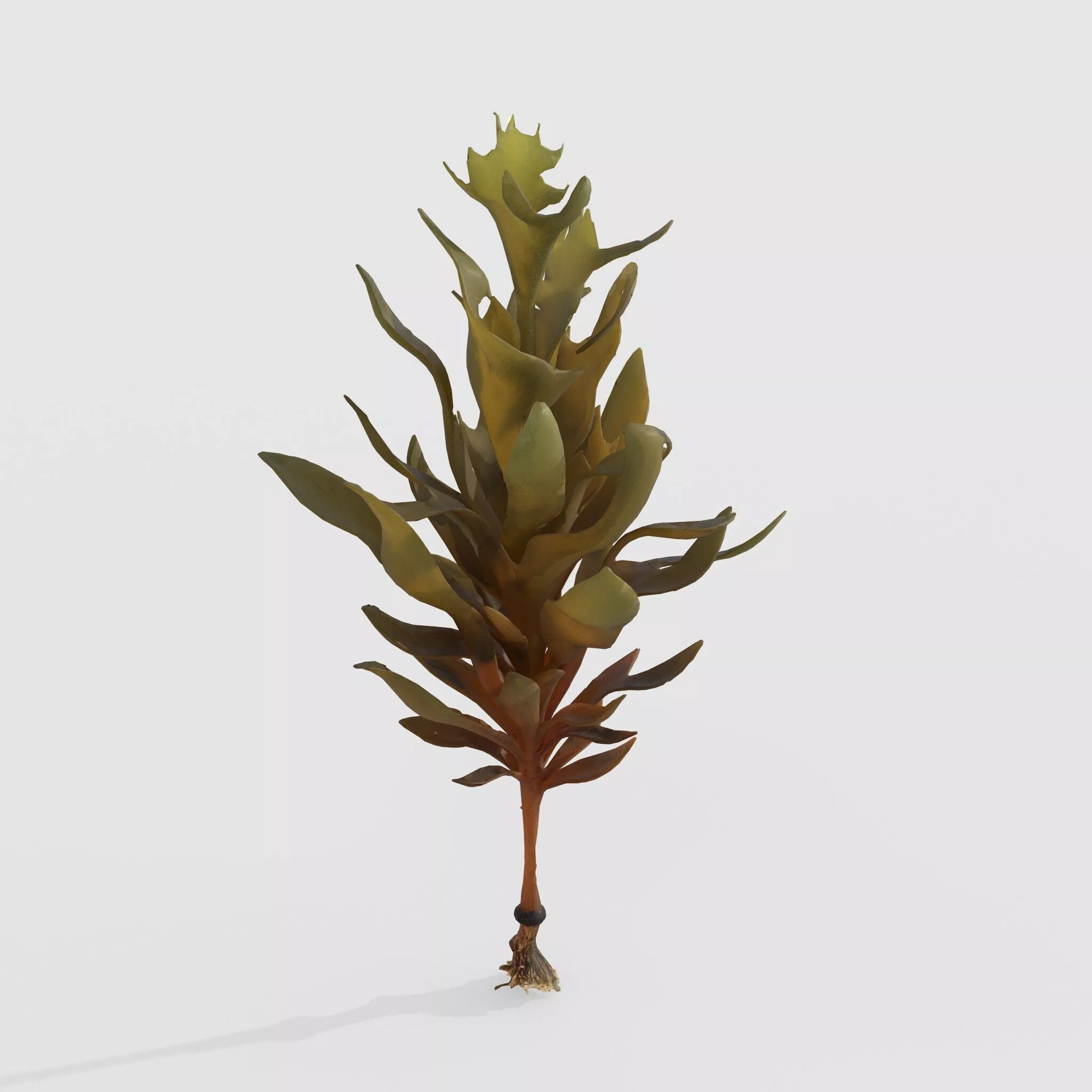 Seaweed V9 3D model