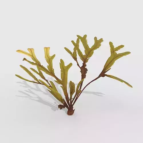 Seaweed V10