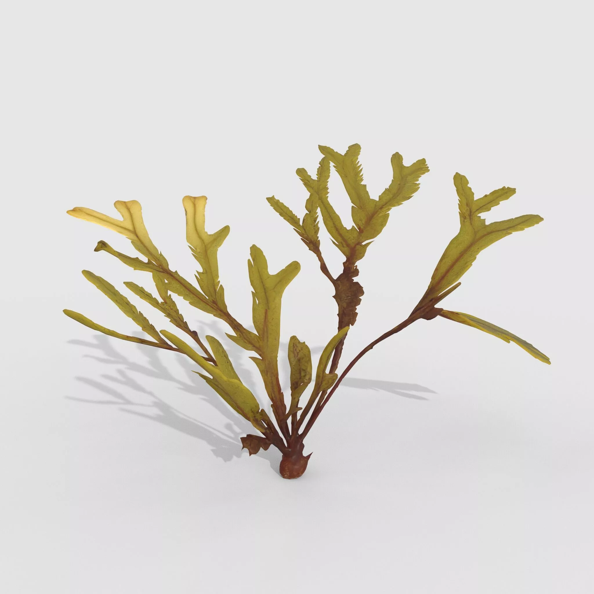 Seaweed V10 3D model