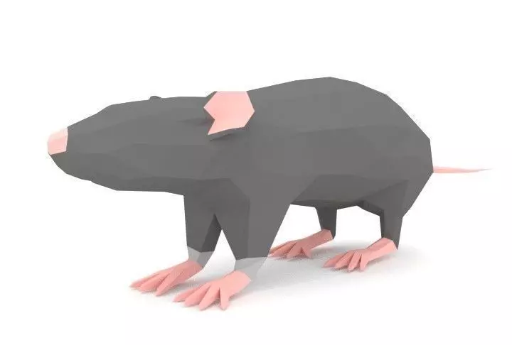 Rat LOW POLY Low-poly 3D model_0