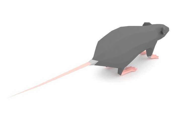 Rat LOW POLY Low-poly 3D model_3