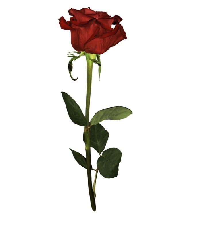 Flower Rose Low-poly 3D model_2