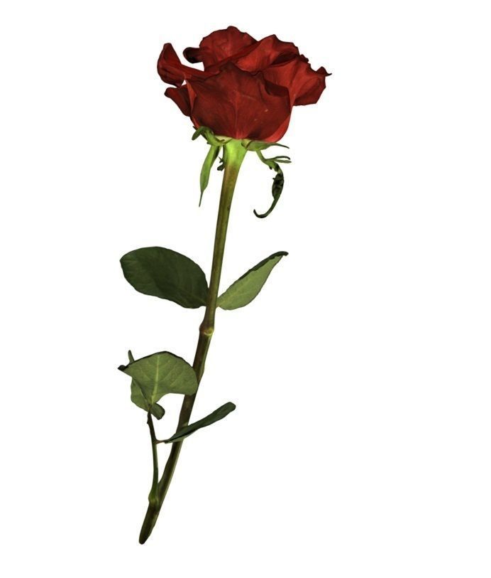 Flower Rose Low-poly 3D model_4