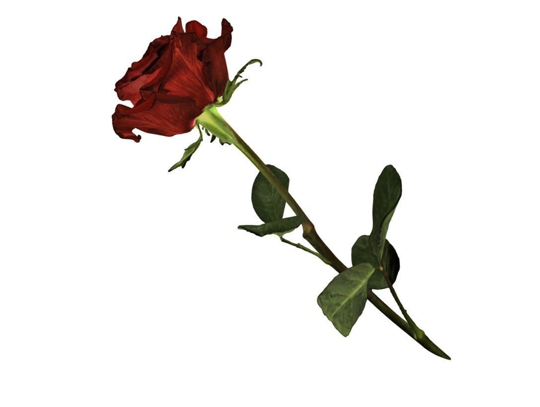 Flower Rose Low-poly 3D model_1