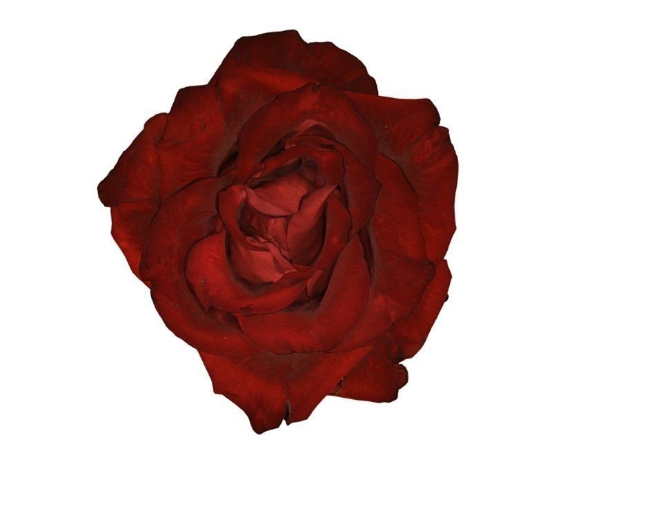 Flower Rose Low-poly 3D model_5