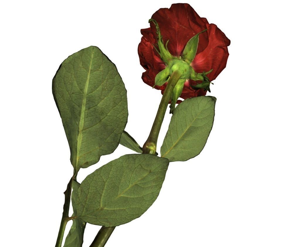 Flower Rose Low-poly 3D model_6