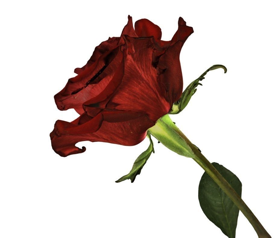 Flower Rose Low-poly 3D model_7