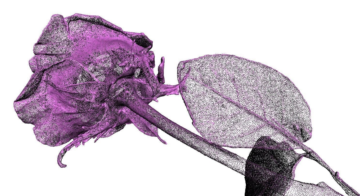 Flower Rose Low-poly 3D model_10