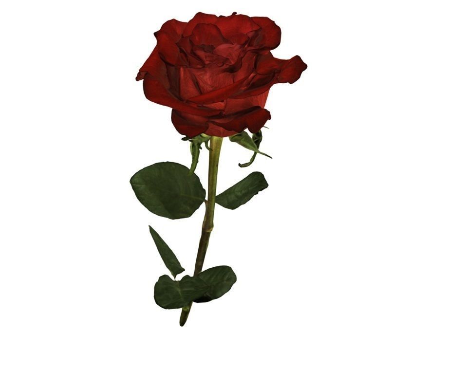 Flower Rose Low-poly 3D model_3