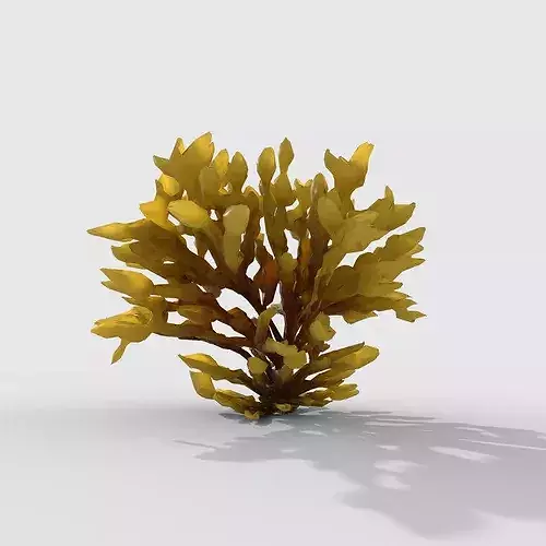 Seaweed V11