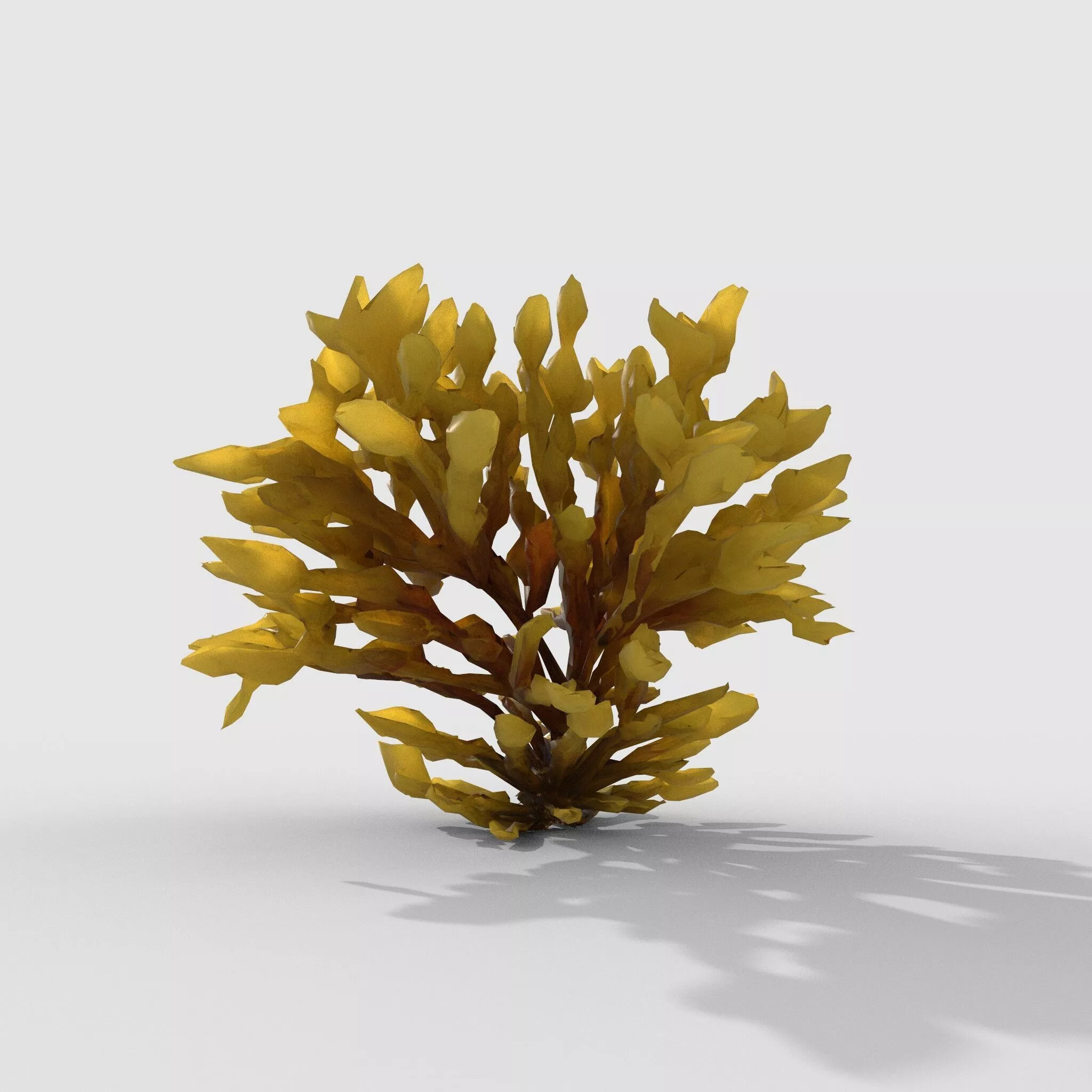Seaweed V11 3D model