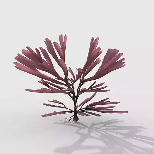 Seaweed V12