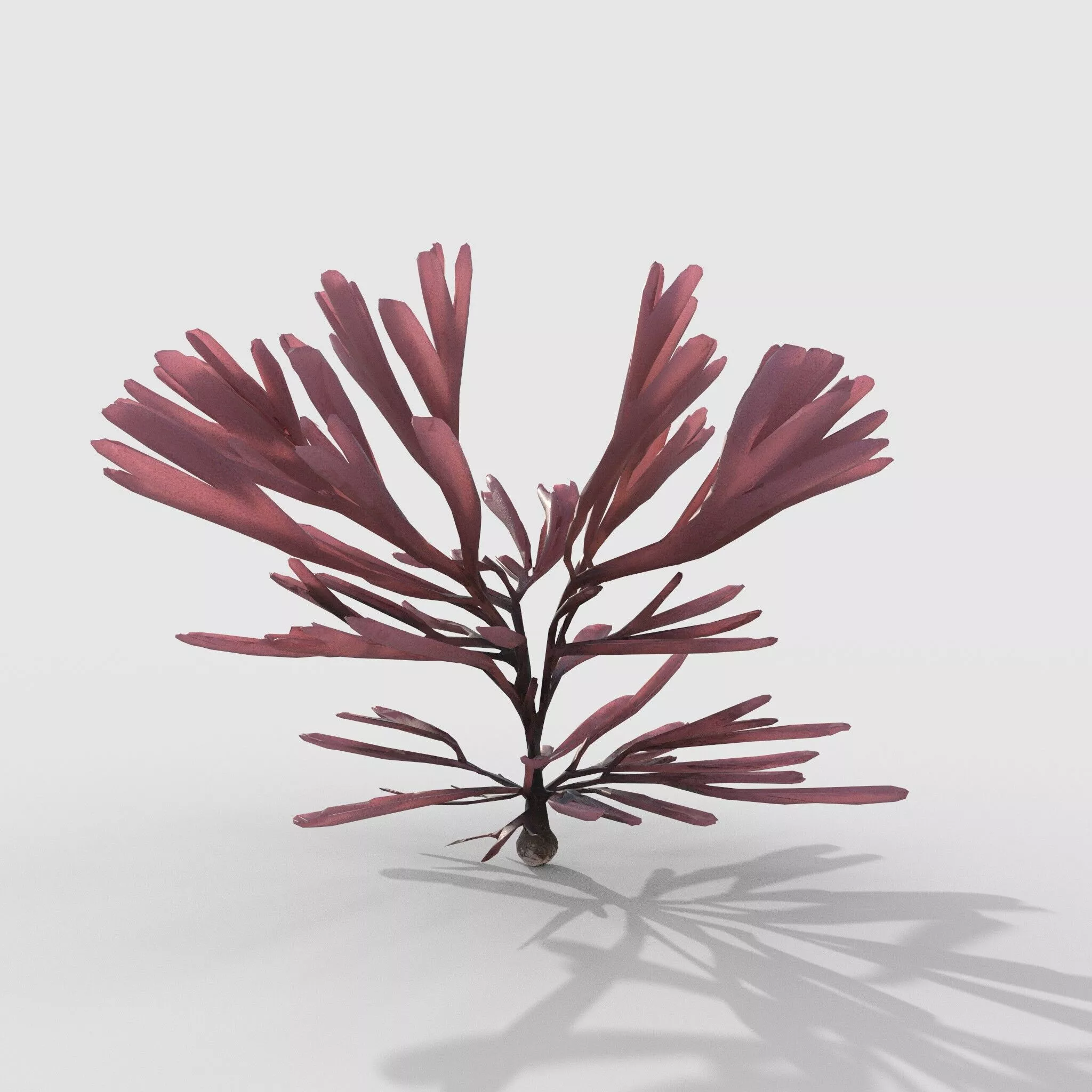 Seaweed V12 3D model