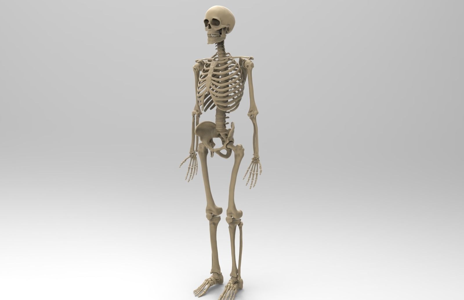 Human Skeletal System  3D model_7