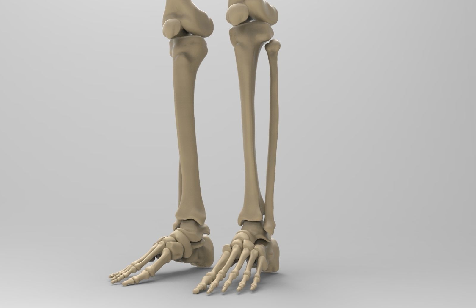 Human Skeletal System  3D model_5
