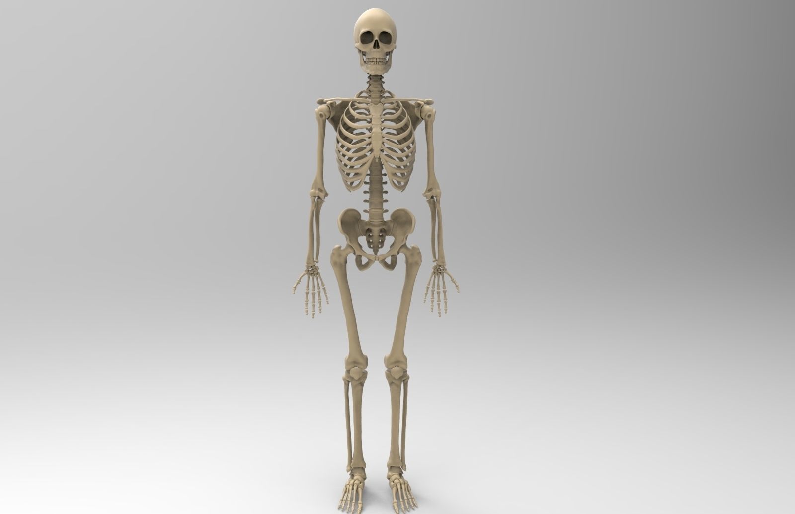 Human Skeletal System  3D model_6