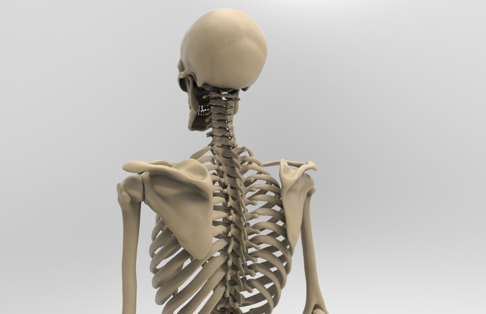 Human Skeletal System  3D model_2